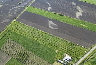 Livada de nuci ?i pruni 2.4ha in Varia?ul Mare Livada de nuci ?i pruni 2.4ha in Varia?ul Mare - 14