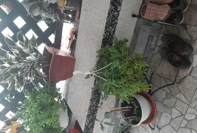 Casă cu 5 camere în Sânnicolau Mare - 7