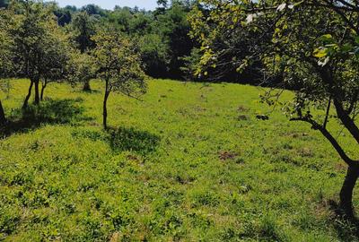 Teren de 2500 mp, în Zmeurătu - 3