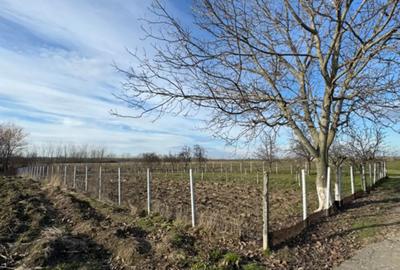 Teren de 1300 mp, în Curtișoara - 3