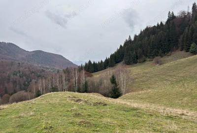 Teren extravilan 4 mp Valea Cheii Dambovicioara - 2