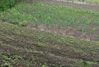 Casa la tara pe Valea Oltului - 1