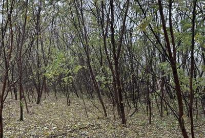 Casă cu 3 camere în Central - 1