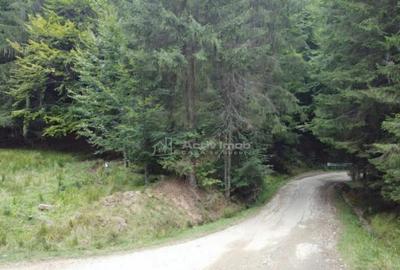 Teren 7 ha, Lac Vidraru, Podis Molivis - 2