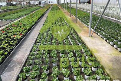 ? Teren intravilan in Jupani (Timis), 10,19 Euro/mp.? - 2