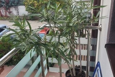 Casa 3 camere de vanzare Bragadiru - 12