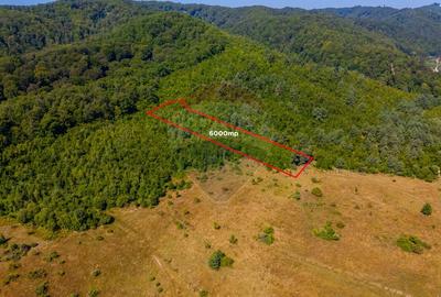 Teren extravilan de 6000 mp, în Crizbav - 2