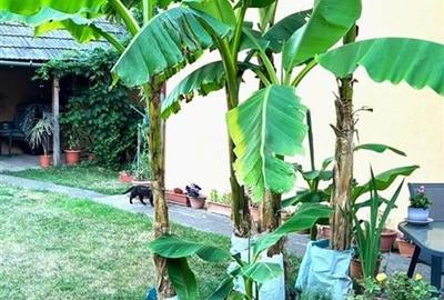 Casa cu 5 camere P+M in Iosia - 7