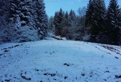 Teren in suprafata de 11 310  mp situat in Rasnov, Paraul Rece - 9