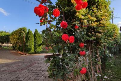 Vila individuala S+P+1+M - Matei Millo / 810mp teren - 3