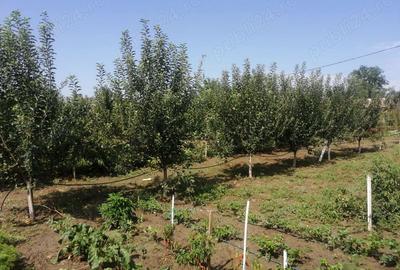 Casă cu 3 camere în Beștepe - 8