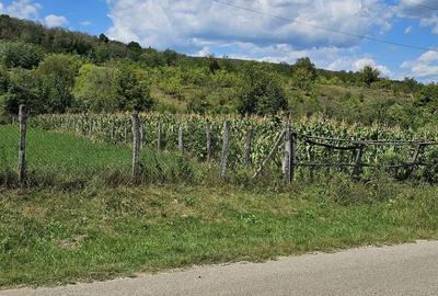 Teren de 1100 mp, în Tisău - 1