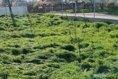 Casă cu Teren 1000 Mp în Țigănești - 4