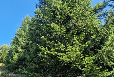 Vindem teren forestier 44165 mp Doabra - Bucovina - 8