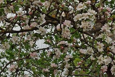 Casă cu 2 camere cu Teren 76.5 Mp în Central - 8