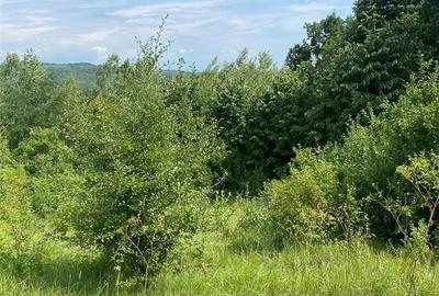 Teren de 10000 mp, în Căzănești (Milcoiu) - 4