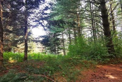 Teren Valiug 900-2400 mp acces auto utilita?i negociabil - 2