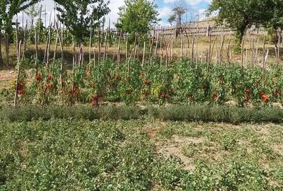 Casă cu 4 camere cu Teren 60000 Mp în Central - 1