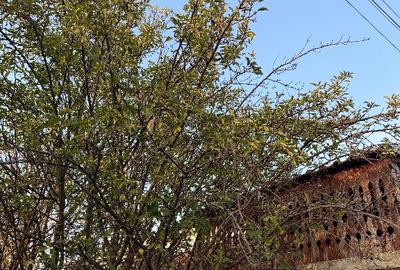 Casa Cerna-Tulcea - 2