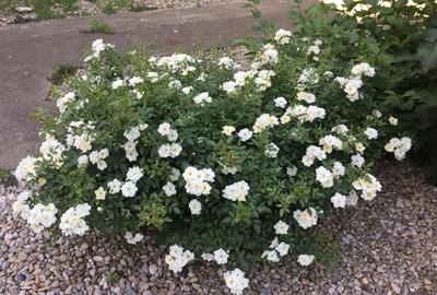 Casă individuală cu 7 camere cu Teren 1100 Mp în Clinceni - 6