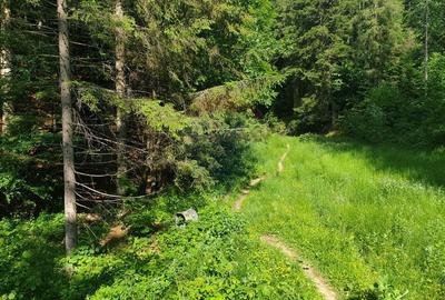 Teren intravilan, 56000 mp, Poiana Brasov - 9