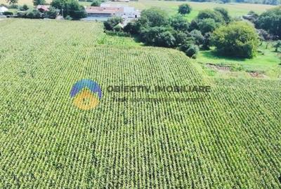 Teren Construcții intravilan de 9126 mp, în Ghigoiești - 5