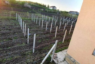 Casă cu 4 camere în Pârcovaci - 1