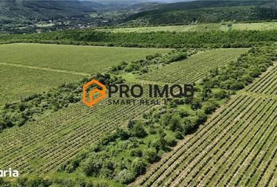Teren de 7992 mp, în Vernești