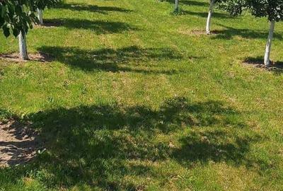 Casă cu 4 camere în Cenad - 5