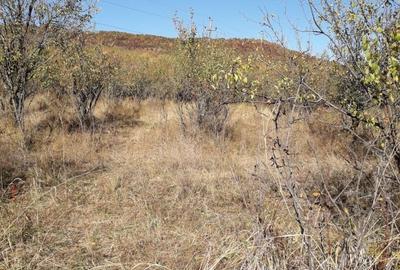 Teren de 8000 mp, în Dumbrăvești - 1