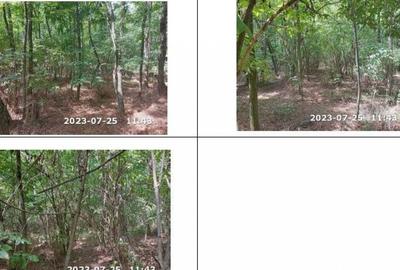 Teren padure, cota de 1/48 Horgesti, ID: R2325871 - 9