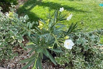 Casa de vanzare - Valu lui Traian, Constanta - 8