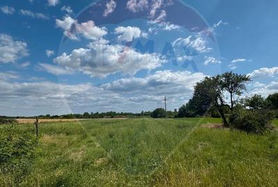 Teren de 4000 mp, în Fierbinți-Târg - 3