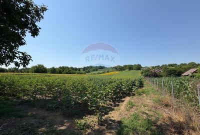 Teren 9,012mp Saucesti / Strada Ciresului - 4