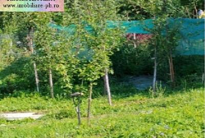 Teren intravilan de 550 mp, în Nistorești - 4