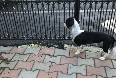 Casă cu 5 camere cu Teren 357 Mp în Central - 1