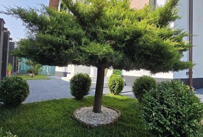 Casă individuală cu 4 camere cu Canalizare în Berceni - 6