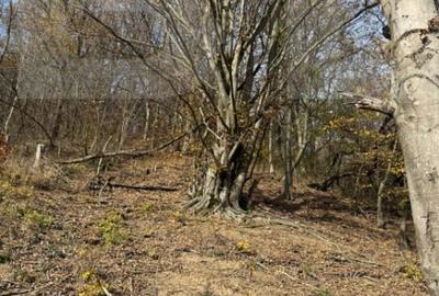 Teren extravilan impadurit, 20424 mp ideal pentru investitie - 8