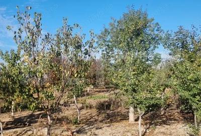 Casă cu Teren 1600 Mp în Cocorăștii Colț - 2