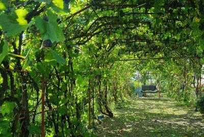 Casă cu 4 camere în Răchiți - 7