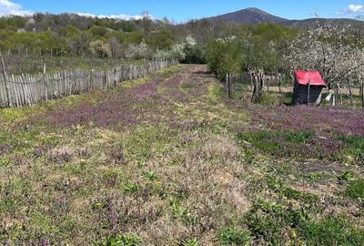 Casă cu Teren 2000 Mp în Valea - 1