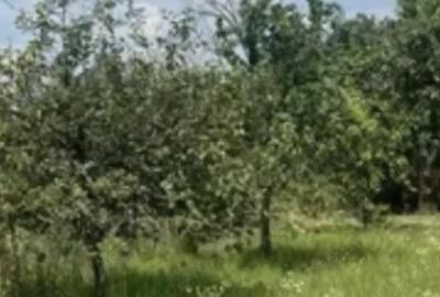 Teren de 5 mp, în Ciofliceni - 4