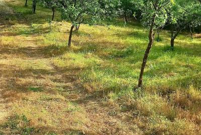 Teren de 6000 mp, în Stoilești - 1