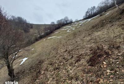 Teren de 19000 mp, în Moieciu - 5