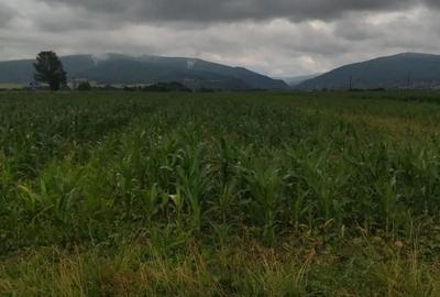 Teren de 2900 mp, în Stupinii Prejmerului - 1