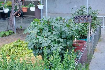 Casă cu 7 camere cu Teren 400 Mp în Central - 1