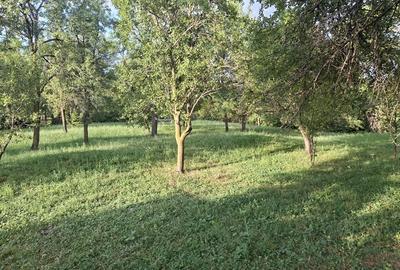 Teren de 5524 mp, în Poiana - 7