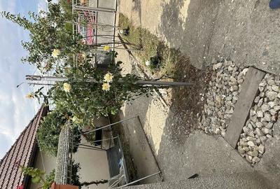 Casă cu 3 camere cu Teren 1400 Mp în Central - 3