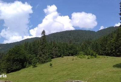 Teren de 9500 mp, în Dămuc - 2