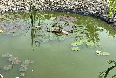 Casă individuală cu 6 camere cu Canalizare în Gura Ocniței - 3